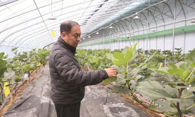 威海青皮無花果錯(cuò)季搶“鮮”上市