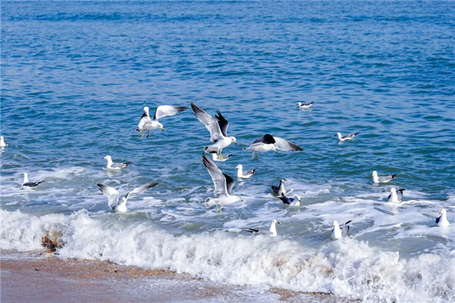與威海來一場“鷗”遇！這份春日浪漫別錯過