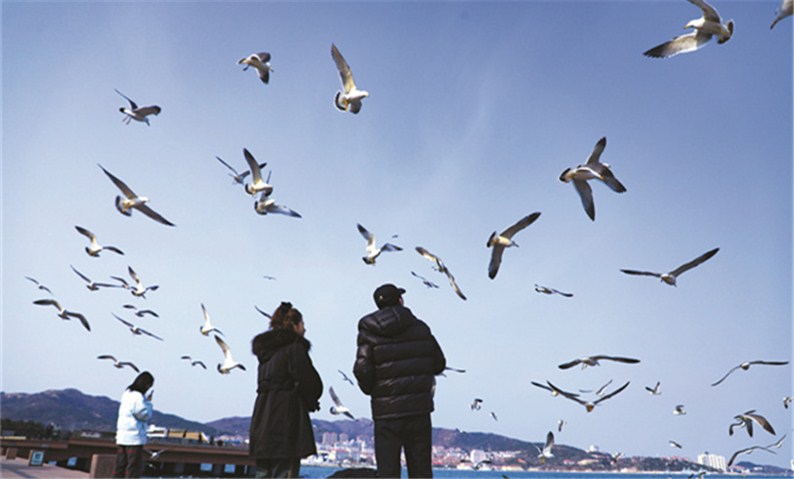 海鷗成威海“人氣擔當”