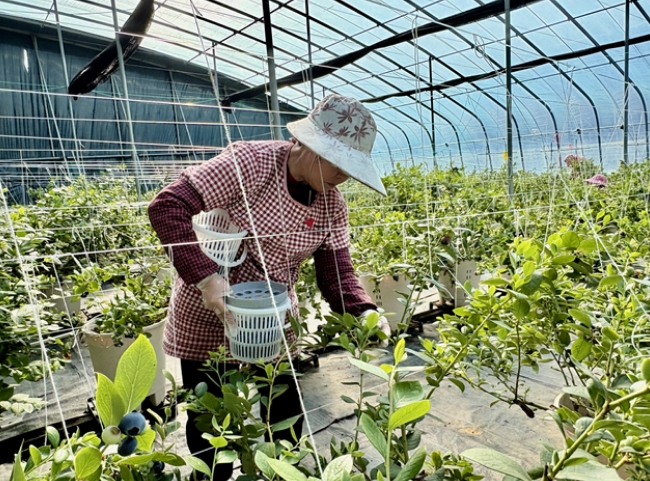 乳山藍莓闖入東南亞消費者“購物車”